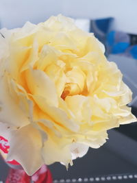 Close-up of yellow rose