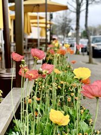 Close-up of flowering plants
