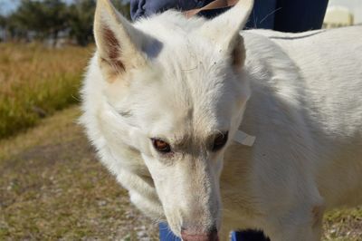 Close-up portrait of white dog on field