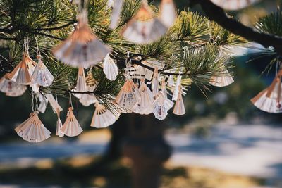 Close-up of decoration hanging on tree