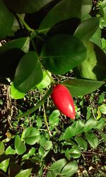 Close-up of red fruits on tree