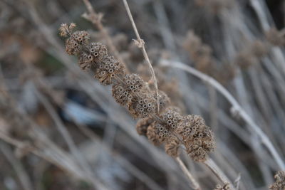 Close-up of dried plant