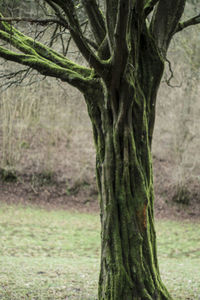 Close-up of tree trunk