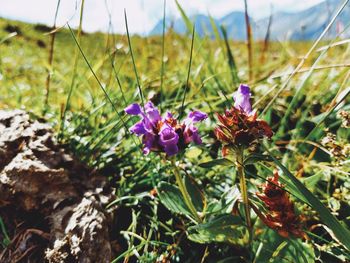 Close-up of purple flowering plants on field