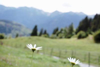 Close-up of white flowering plant on field