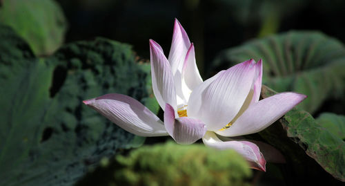 Close-up of lotus water lily