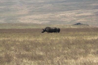 Side view of a horse on field