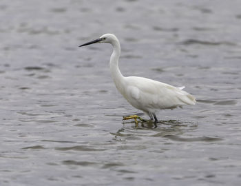 White duck in a lake