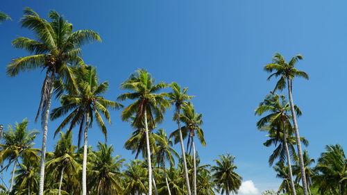 Low angle view of palm trees against clear blue sky