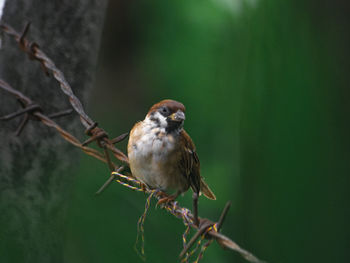 Close-up of bird perching on branch