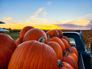 Close-up of pumpkins