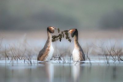 Birds in a lake