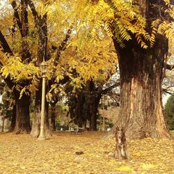 Trees in park