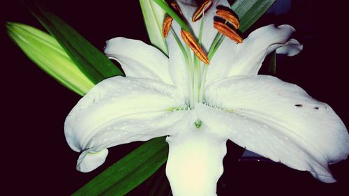 Close-up of white flowers