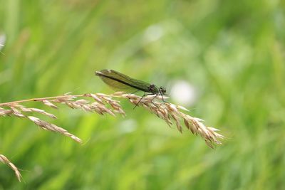 Close-up of insect on plant