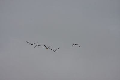 Low angle view of birds flying in the sky