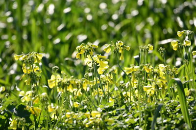 Close-up of flowering plants on field