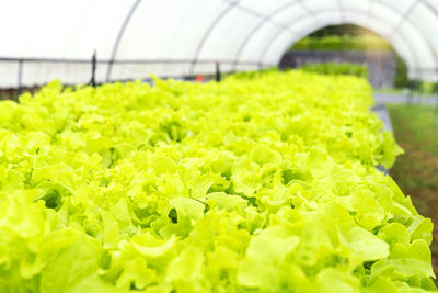 View of fresh green plants in greenhouse