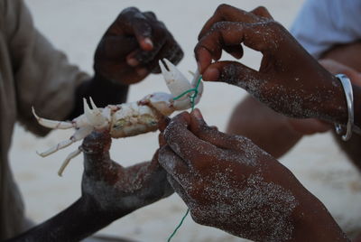 Cropped hands with crab at beach