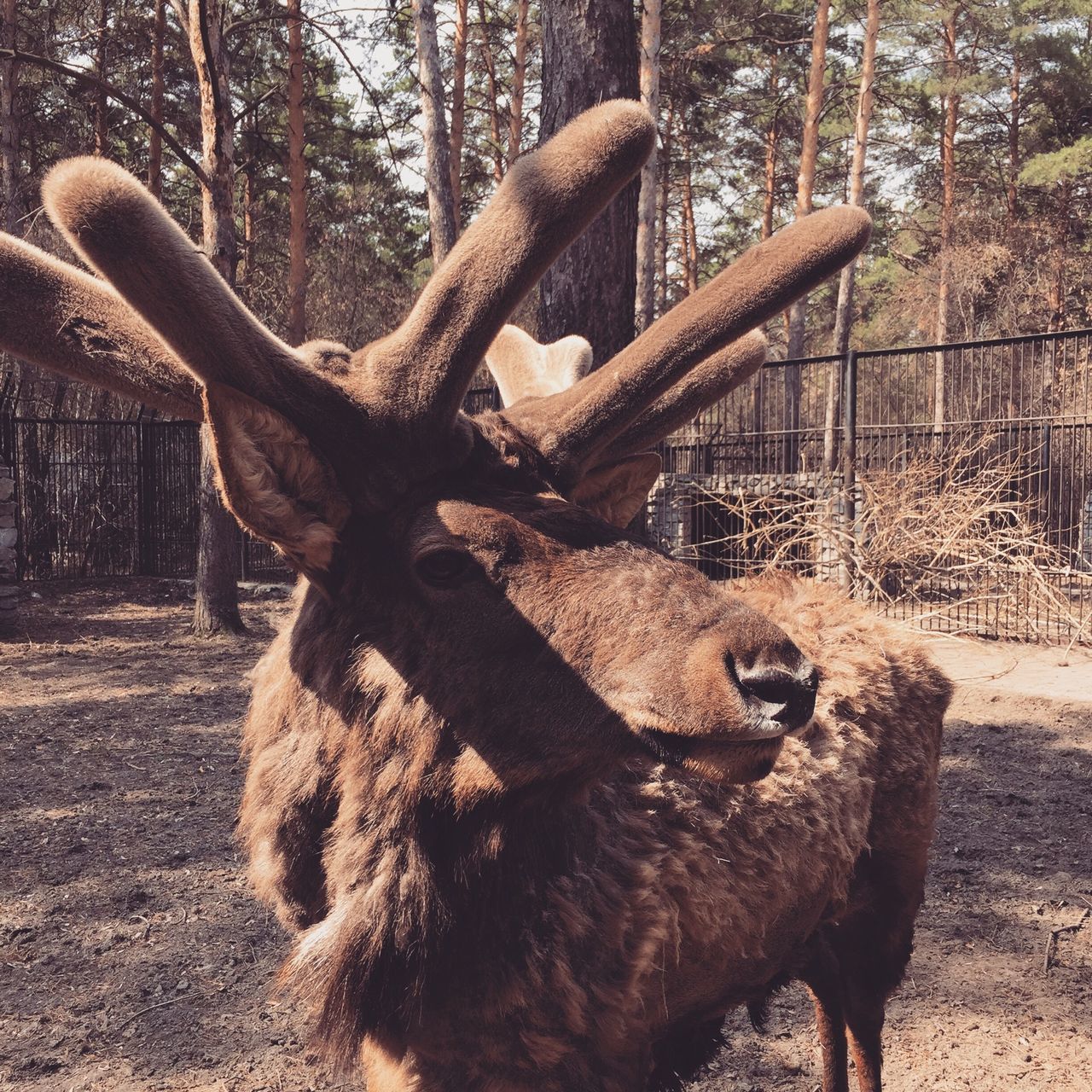 animal themes, one animal, animals in the wild, mammal, wildlife, tree, field, zoo, animals in captivity, herbivorous, nature, livestock, fence, domestic animals, day, outdoors, deer, no people, sunlight, zoology