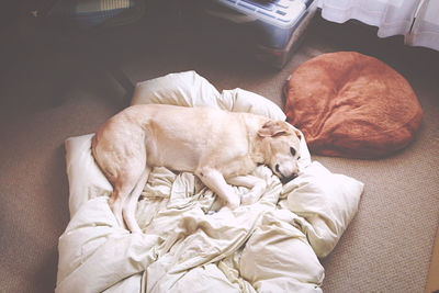 High angle view of dog sleeping on bed