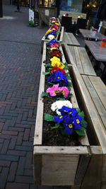 Close-up of multi colored flowers