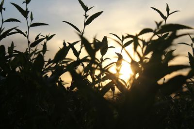 Close-up of silhouette plants against sky during sunset