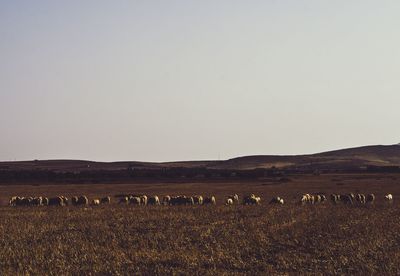 Sheep grazing on field against clear sky