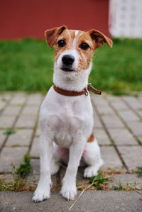 Dog on the grass in a summer day. jack russel terrier puppy looks at camera