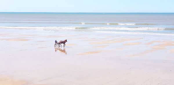 View of dog on beach