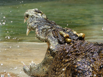 Close-up of giraffe in lake