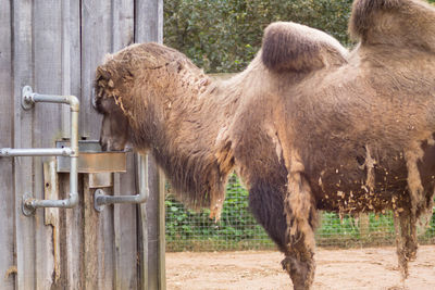 Side view of a horse