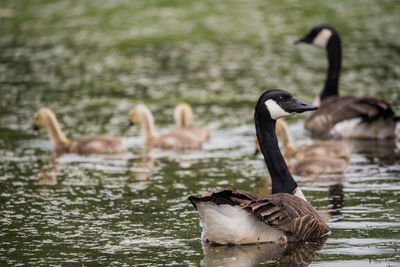 Male goose watching over his family