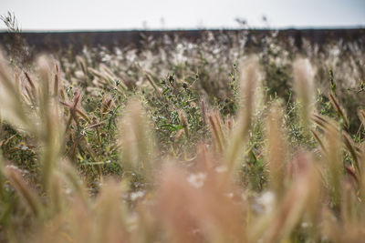 Close-up of plants growing on field