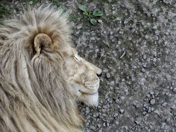 High angle view of lion sleeping on field