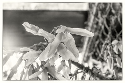 Close-up of plant