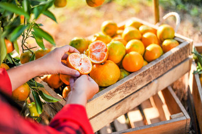 Cropped hands of woman holding orange fruit in garden