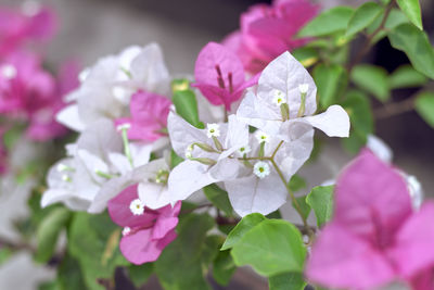 Close-up of pink flowering plant