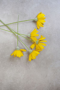 Close-up of yellow flower