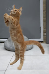 Cat looking away while sitting on tiled floor