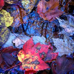 Close-up of maple leaves