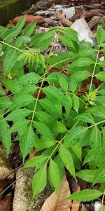 Close-up of wet leaves on field