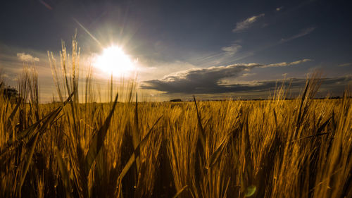 Scenic view of field against sky at sunset