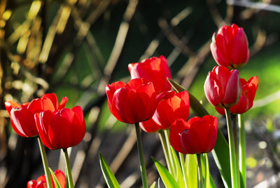 Close-up of red tulips