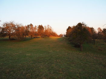 Trees on field against clear sky