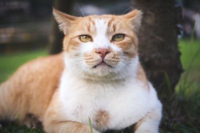 Portrait of cat on field