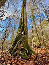 Low angle view of trees growing in forest