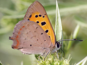 Close-up of butterfly perching on flower