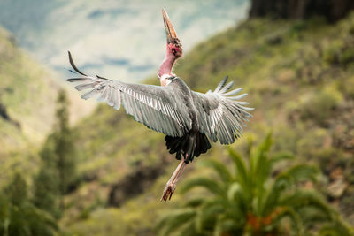 Close-up of bird flying against tree