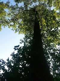 Low angle view of tree in forest